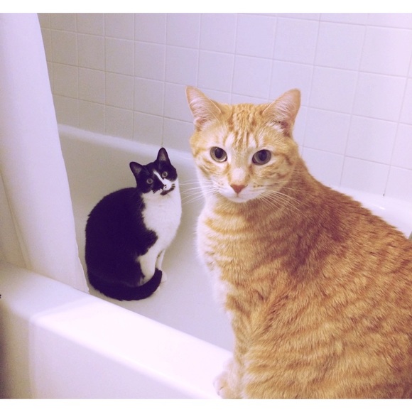 Cats! - Picture 3 of 9